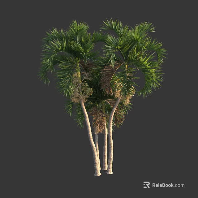 Tall Palm Trees With Lush Green Fronds And White Trunks In Garden 3d model 