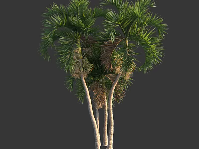 Tall Palm Trees With Lush Green Fronds And White Trunks In Garden 3d model