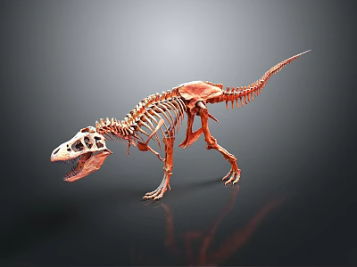 Medical Skeleton Model Designed For Educational And Training Use 3d model