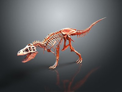 Modern Skeleton Animal Skeleton Animal Skeleton 3d model