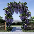 Beautiful Pergola Covered With Purple Wisteria Flowers Surrounded By Wooden Fence And Stone Pathway