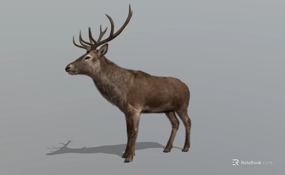 Realistic Brown Deer With Large Antlers Standing On Neutral Background 3d model 