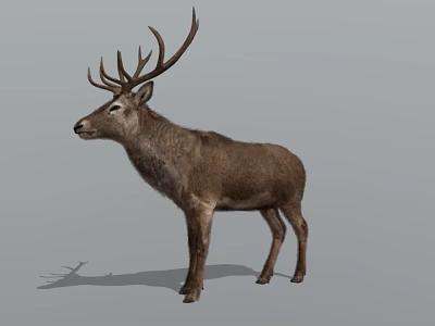 Realistic Brown Deer With Large Antlers Standing On Neutral Background 3d model