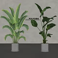 Indoor Potted Plants With Large Green Leaves In White Cylindrical Pots Modern Decor
