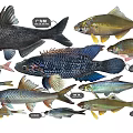 Various Freshwater Fish Species Including Silver Carp Bighead Carp Grass Carp And Crucian Carp