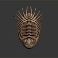 Ancient Trilobite Marine Arthropod With Segmented Exoskeleton And Compound Eyes