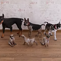 Various Reptile Models in Different Sizes and Postures Against Textured Wall and Wooden Floor