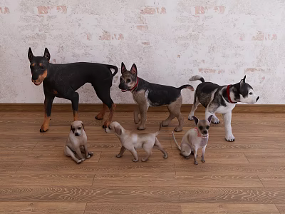 Various Reptile Models in Different Sizes and Postures Against Textured Wall and Wooden Floor 3d model