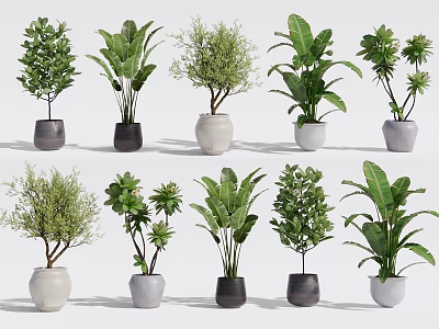 Various Indoor Potted Plants with Different Leaf Shapes and Colored Ceramic Pots 3d model