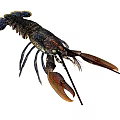 Black Bodied Lobster With Orange Claws And Blue Eyes As Aquatic Animal