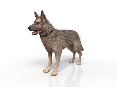 Realistic Standing Gray Fur Dog With Collar On White Background 3d model