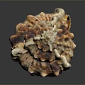 Detailed Organ And Hair Structure In Biological Science Study Closeup View