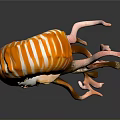 Nautilus With Orange And White Spiral Shell And Curled Tentacles On Dark Background