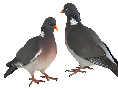 Two Gray And White Pigeons With White Neck Feathers And Orange Beaks Standing Together 3d model