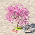 Bauhinia Tree with Pink Flowers 4.5 Meters Tall Standing on Paved Square Ground