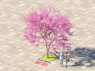 Bauhinia Tree with Pink Flowers 4.5 Meters Tall Standing on Paved Square Ground 3d model