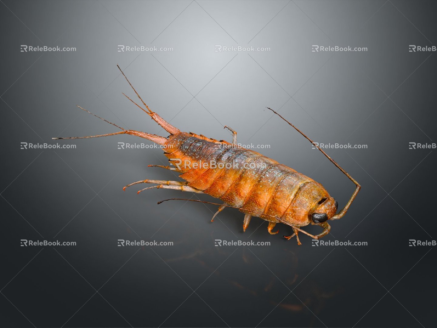 Modern sea cockroach cockroach skin shrimp beetle 3d model