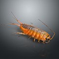 Modern sea cockroach cockroach skin shrimp beetle 3d model