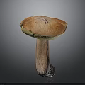 Mushroom Organ Shaped Cap With Hair Like Stem And Green Orange Color