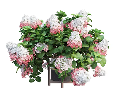 Potted Bonsai Plant with Pink And White Flowers And Lush Green Leaves On Wooden Stand 3d model