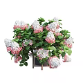Potted Bonsai Plant with Pink And White Flowers And Lush Green Leaves On Wooden Stand