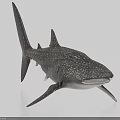 Whale Shark Aquatic Animal With Spotted Skin Gray Body And Detailed Fins