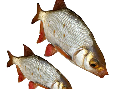 Two Silver Aquatic Fish With Red Fins Shiny Scales And Natural Appearance 3d model