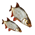 Two Silver Aquatic Fish With Red Fins Shiny Scales And Natural Appearance