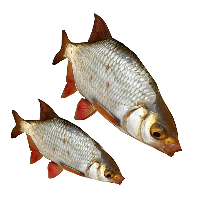 Two Silver Aquatic Fish With Red Fins Shiny Scales And Natural Appearance 3d model