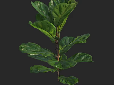 Vibrant Green Plant With Lush Large Healthy Leaves Growing On Brown Stem 3d model