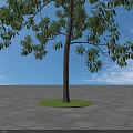 Lush Schima Superba Tree With Green Foliage Against Blue Sky And White Clouds