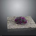 Purple Flowers Growing In Gravel With Green Leaves And Small Stones