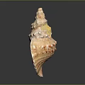 Orange White Spiral Conch Shell with Bumpy Texture Striped Interior Isolated on Dark Background 3d model