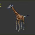 Standing Spotted Giraffe With Long Neck And Black Tufted Tail On Gray Gradient Background