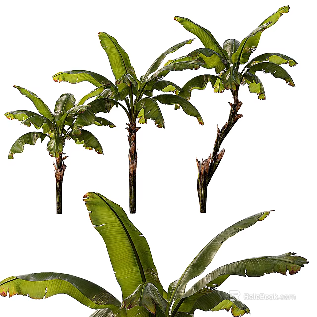 Tall Arbor Trees Featuring Large Green Leaves and Sturdy Trunks in Natural View 3d model 