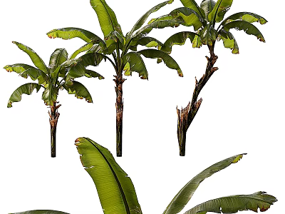 Tall Arbor Trees Featuring Large Green Leaves and Sturdy Trunks in Natural View 3d model