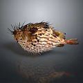 Natural Marine Scene Featuring Inflated Pufferfish with Spotted Body and Sharp Spines in Ocean Habitat