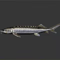 Silver Striped Sturgeon Fish With Long Snout And Scaly Body On Dark Background Showing Reflection