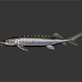 Modern Fish Beluga European Sturgeon Beluga 3d model