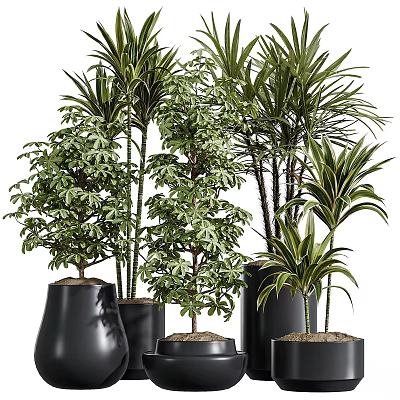Decorative Indoor Plant Ornament Set With Various Green Plants In Black Pots And Different Heights 3d model