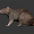 Realistic Brown Rat 3D Model With Detailed Fur And Shiny Surface Reflection 3d model