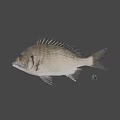 Fresh Whole Fish Seafood for Healthy Diet and Culinary Recipes