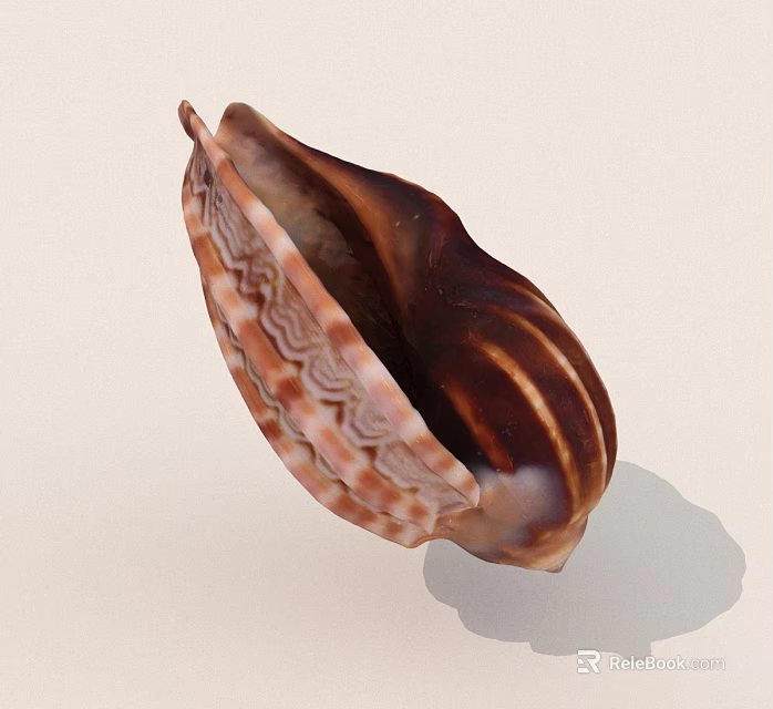 Beautiful Brown And White Striped Seashell With Intricate Patterns And Natural Texture 3d model