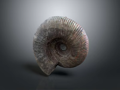 Ancient Marine Ammonite Fossil With Spiral Shell Texture On Gray Background 3d model