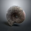 Ancient Marine Ammonite Fossil With Spiral Shell Texture On Gray Background