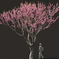Arbor With Blooming Pink Flowers Curved Trunk And Person Walking Against Dark Background