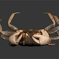 Detailed Brown Spotted Crab With Large Claws On Dark Shiny Background