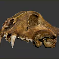 Detailed Animal Skull Fossil With Brown Texture And Canine Teeth Structure