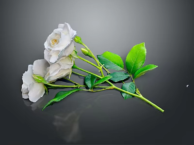 Blooming White Roses With Fresh Green Leaves And Stems And Reflection On Dark Background 3d model