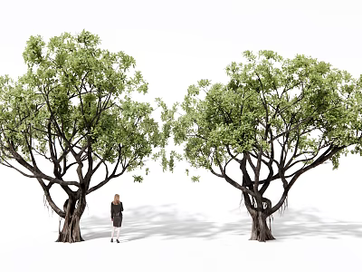 Large Green Leafy Arbor Trees With Person Standing Between For Size Reference 3d model